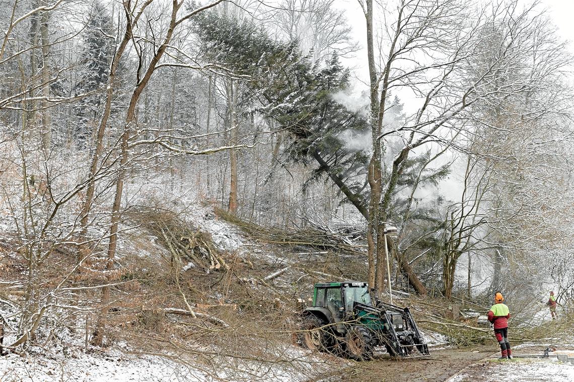 „Das hat nichts mit Holzernte zu tun“ Röhrs schätzt, dass zwischen 300 und 400 Festmeter Holz eingeschlagen wurden. Fotos: J. Fiedler