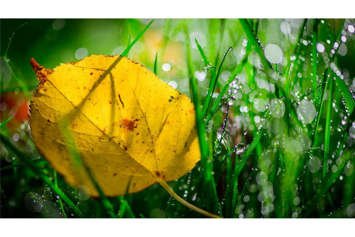 Bilder des Tages Romantisch kommt der Herbst daher mit goldenen Blättern und funkelnden Regentropfen in der Frühe.