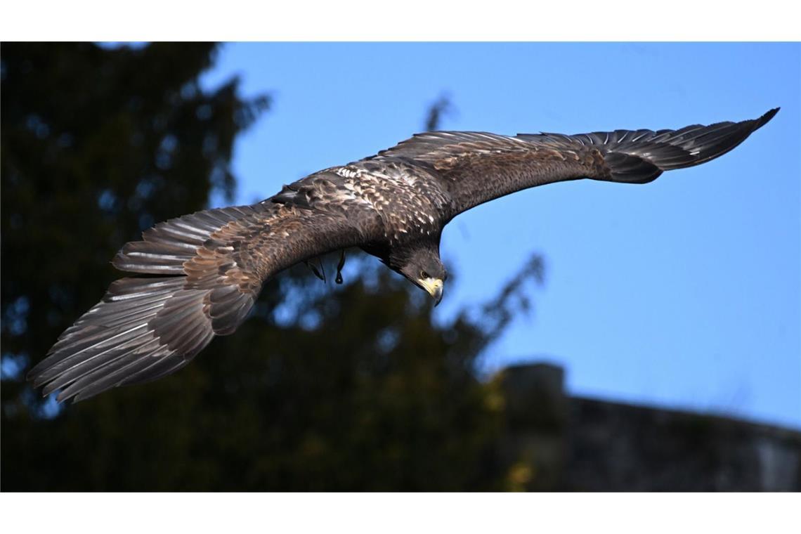 Romeo ist wieder da.