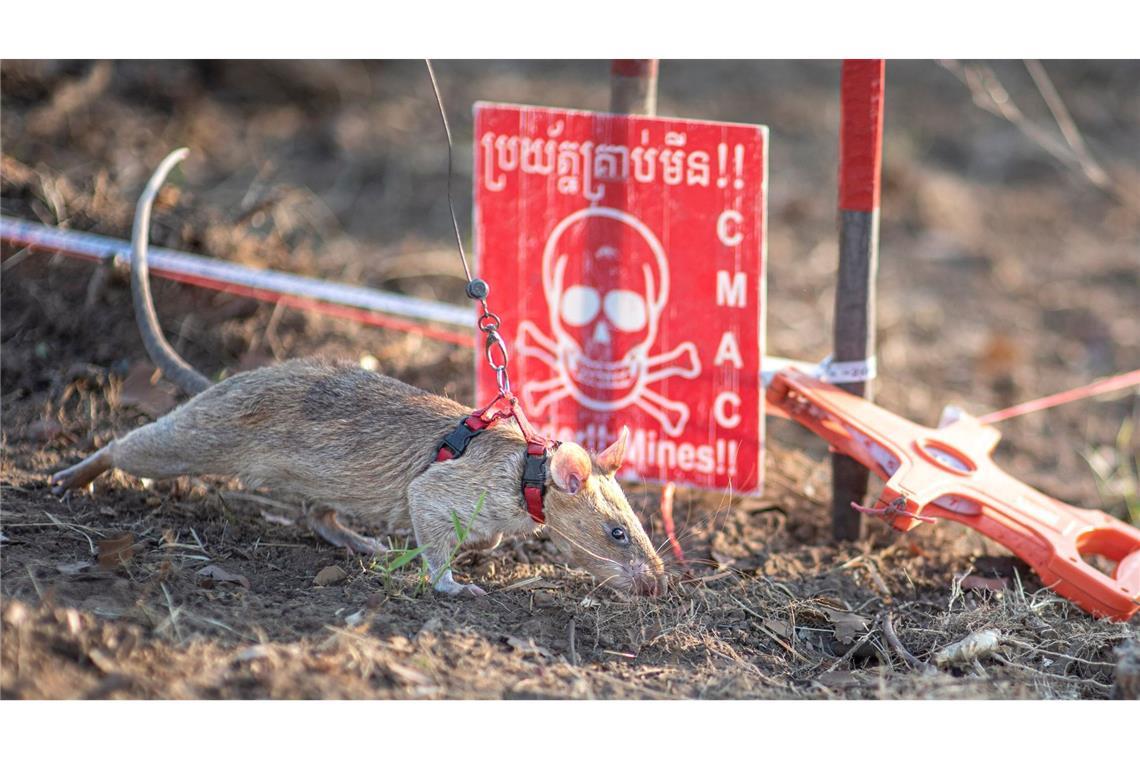 Minensuch-Ratte Ronin bricht in Kambodscha alle Rekorde Ronin hat in Kambodscha alle Rekorde gebrochen.