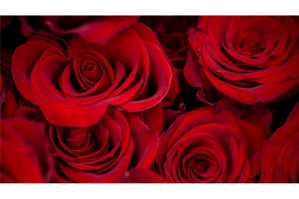 Rosen zählen zu den beliebtesten Valentinstagsgeschenken.