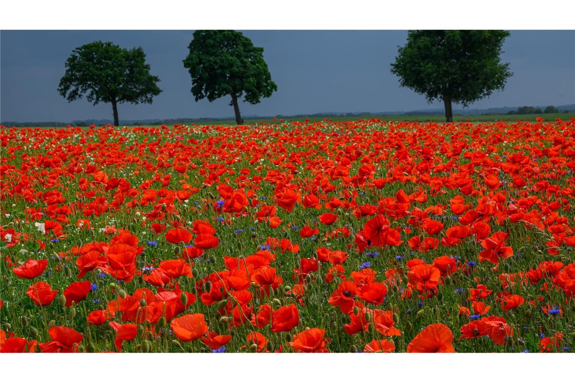 Bilder des Tages Rot leuchten die Blütenblätter vom Klatschmohn auf einem Feld in Brandenburg, während im Hintergrund Regenwolken über die Landschaft ziehen.