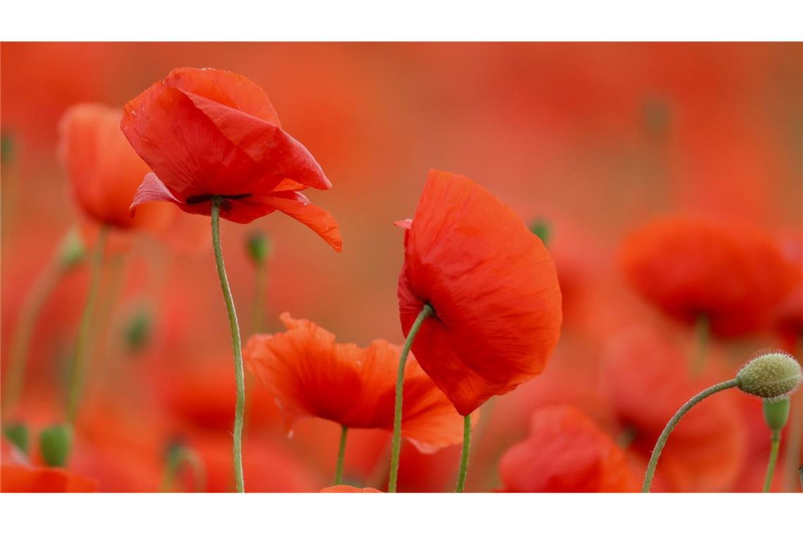 Rote Pracht: Mohn blüht in einem Feld