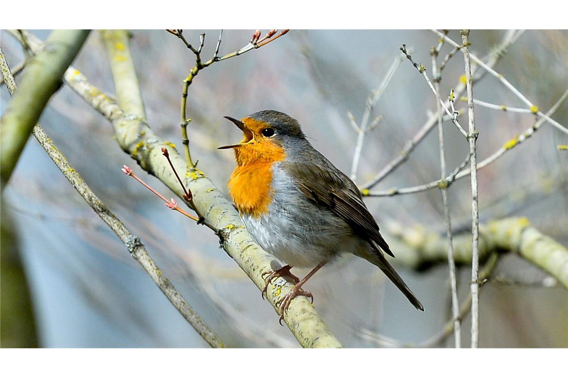 Rotkehlchen zwitschern noch vor dem Morgengrauen. (Archivbild)