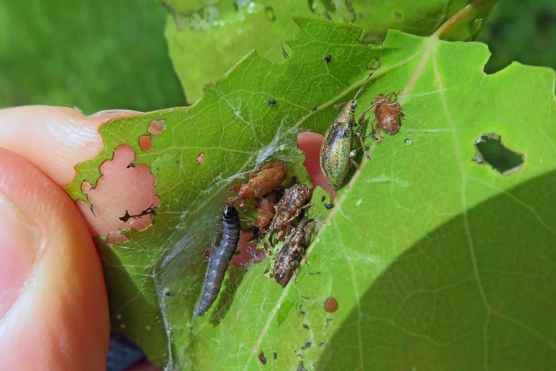 Rüsselkäfer – hier drei verschiedene Arten – finden sich manchmal in Blättern, die von Schmetterlingen kokonartig zusammengesponnen werden. Fotos: Jörg Brucklacher