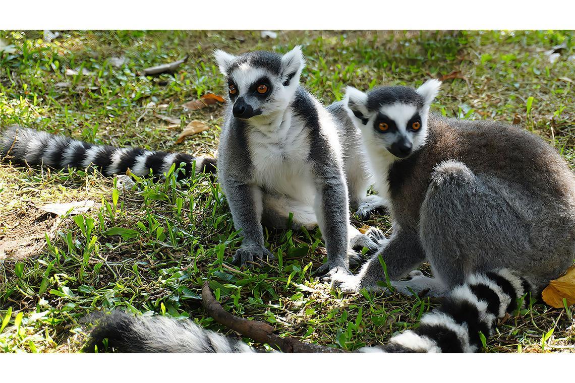 Rund 1.000 aus Schmuggel gerettete Tiere zurück in Madagaskar Rund 1.000 aus Madagaskar geschmuggelte Wildtiere werden wieder zurückgebracht, darunter Lemuren (Symbolfoto).