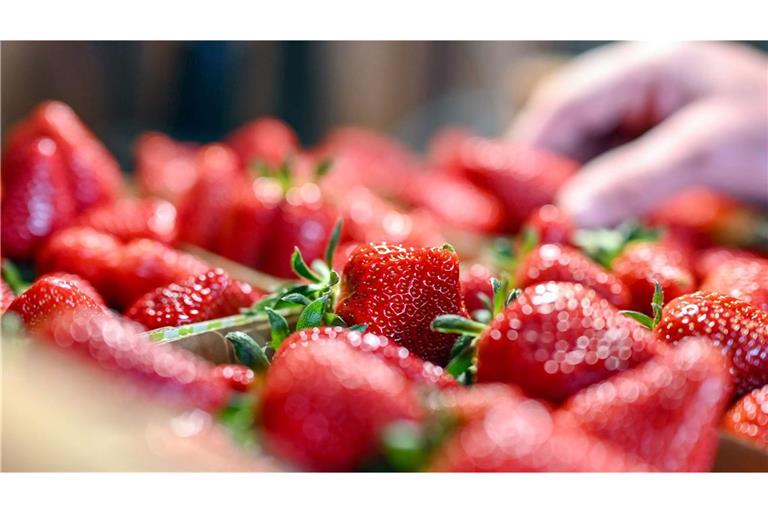 Rund 100.000 Tonnen Erdbeeren werden jedes Jahr in Deutschland geerntet.