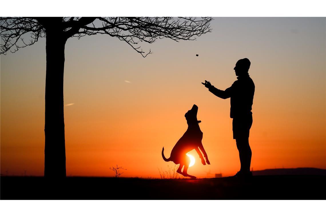 Mehr als sieben Milliarden für Haustiere - Branche stabil Rund 10,5 Millionen Hunde lebten 2024 in deutschen Haushalten. (Archivbild)