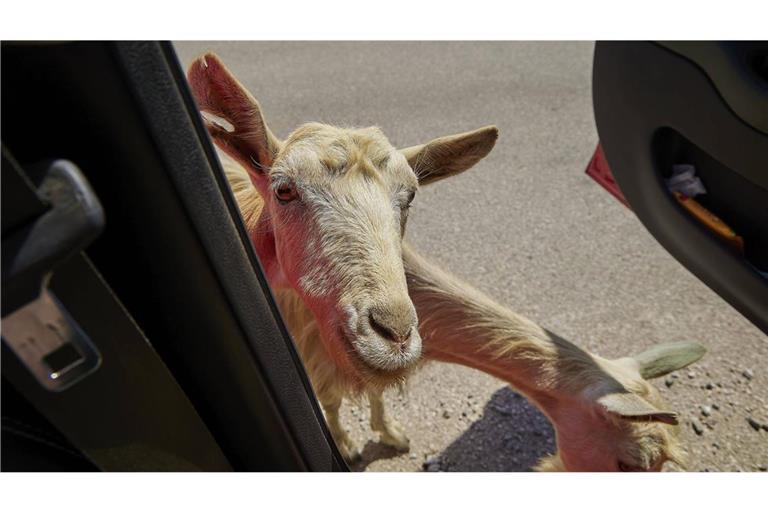 Rund 30 Ziegen bremsten den Verkehr bei Hechingen aus. (Symbolfoto)