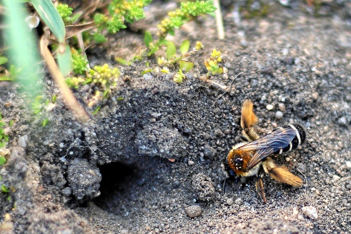 Rund drei Viertel aller Wildbienen nisten im Boden. Foto: privat