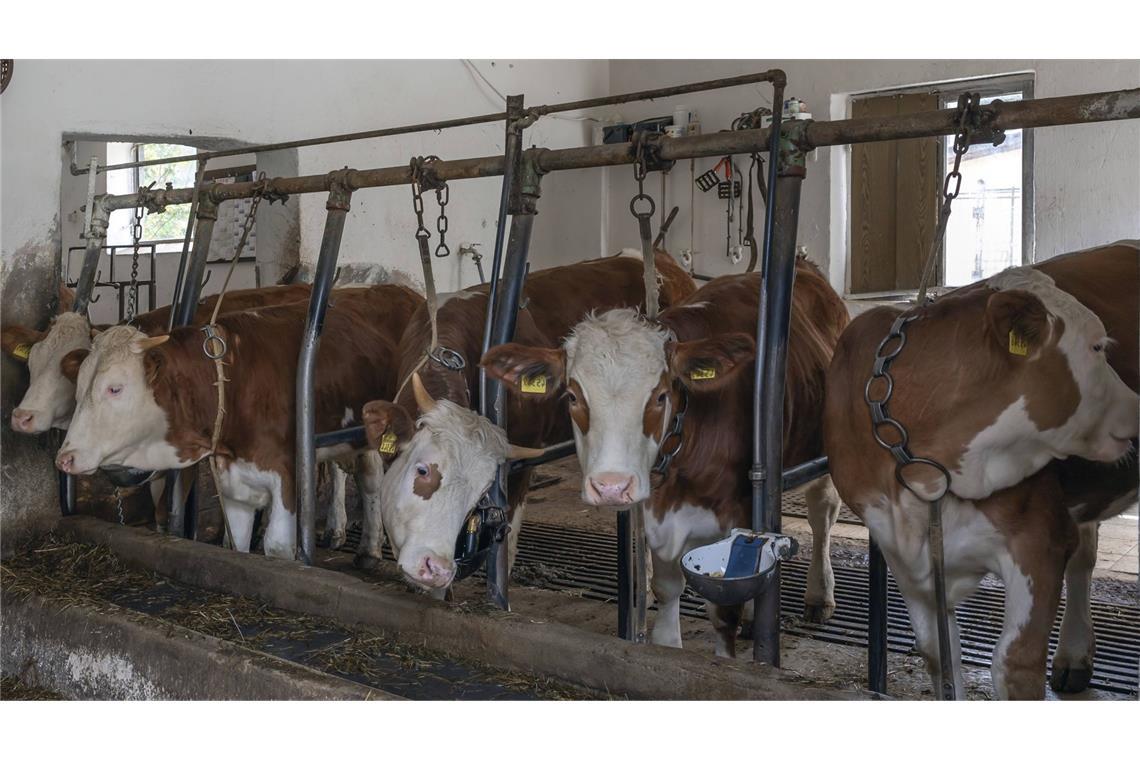 Tierschutzorganisation kritisiert Anbindehaltung – Molkerei zieht Konsequenzen Rund eine Million Rinder und Milchkühe werden in Deutschland angekettet. Das spart Platz und Geld. (Symbolbild)