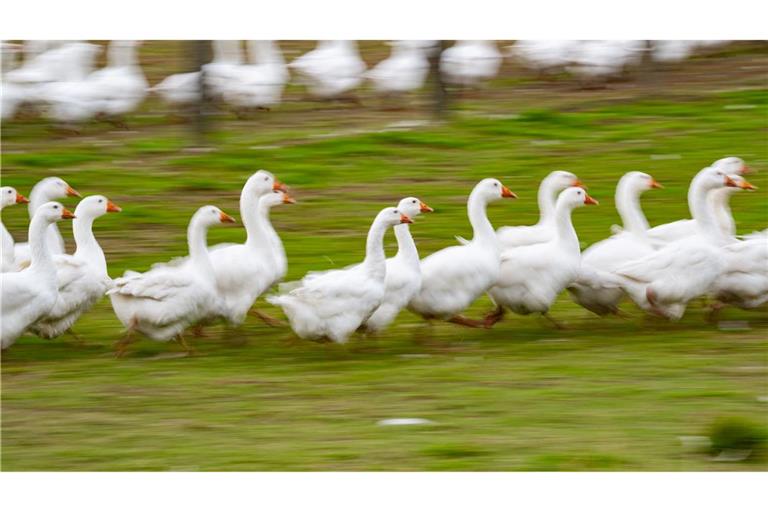 Rund um den Martinstag und Weihnachten ist Hochsaison für Gänsehalter. (Archivbild)