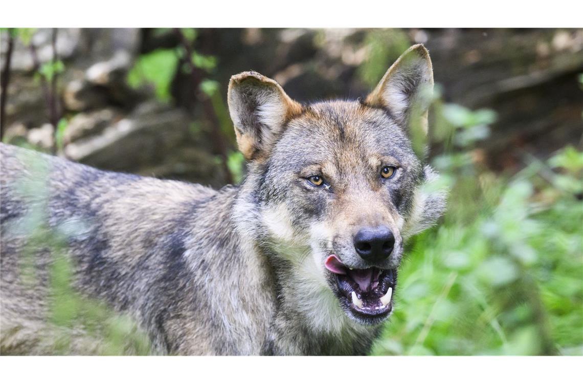 Rund um den Wolf herrscht nun Klarheit (Symbolbild).