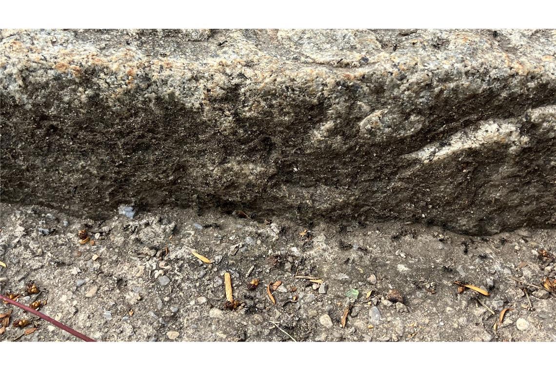 Stadt Tübingen ergreift erste Maßnahmen gegen invasive Ameisen Rund um die Rillen an Bordsteinen wimmeln die invasiven Ameisen auch in Tübingen.