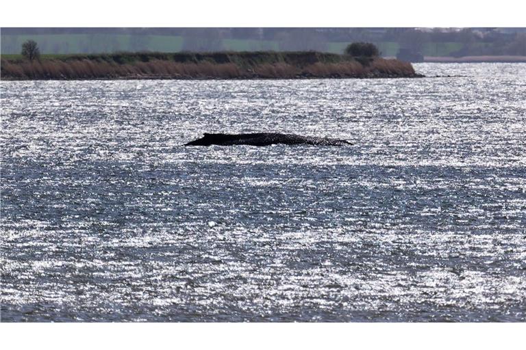 Rund um die Uhr sind Einsatzkräfte an der Küste, um den Wal zu beobachten.