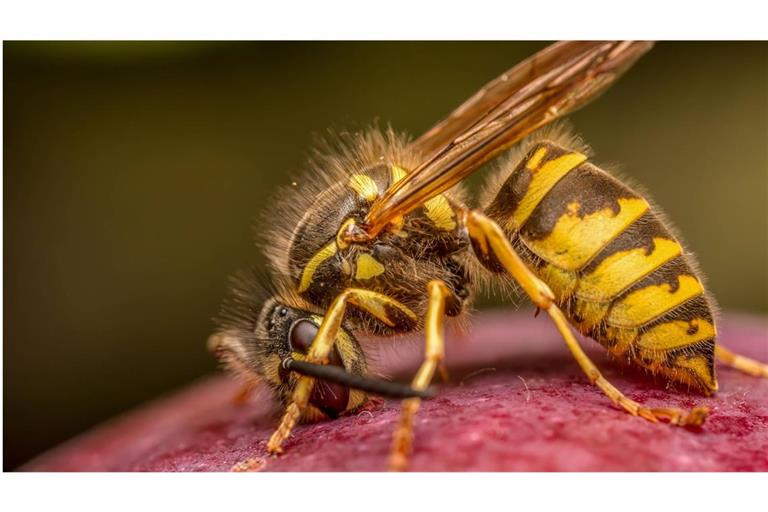 Rund zwei bis drei Prozent der Bevölkerung in Deutschland haben eine echte Allergie auf Wespen- oder Bienengift.