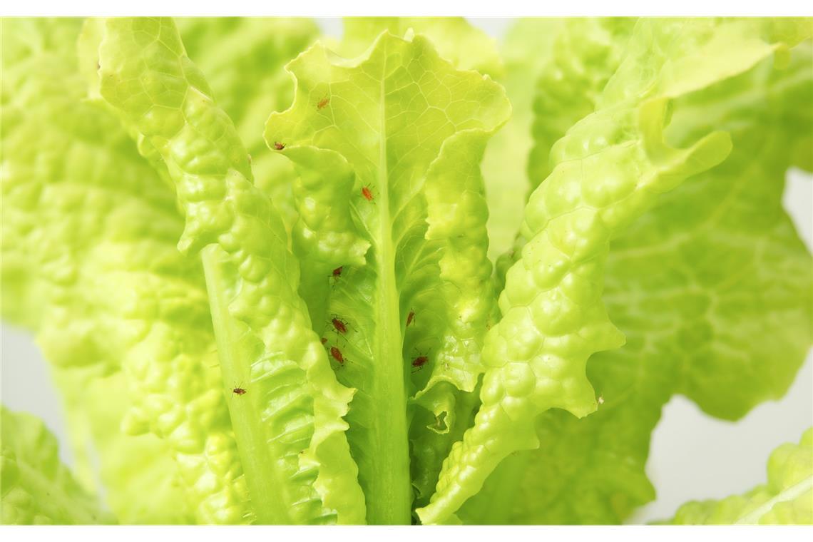 Kann man Salat mit Blattläusen noch essen?