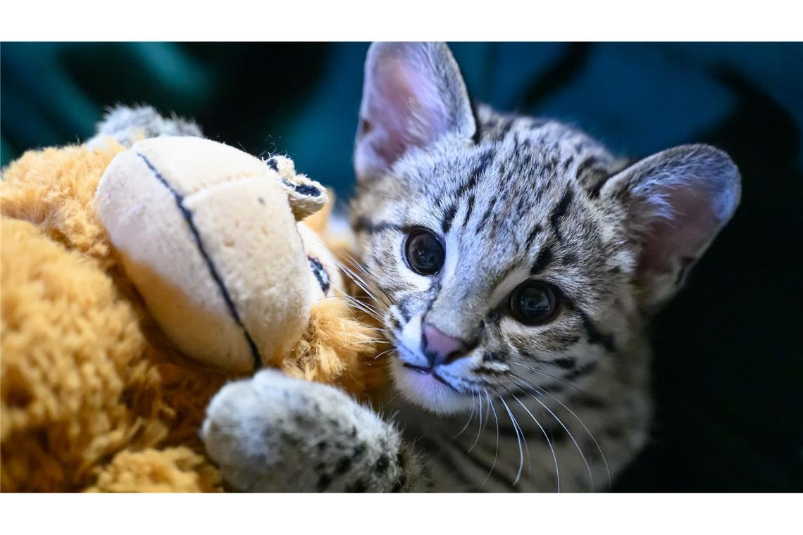 Bilder des Tages Salzkatze im Zoo Aue: Handaufzucht mit Hilfe einer Streunerkatze
