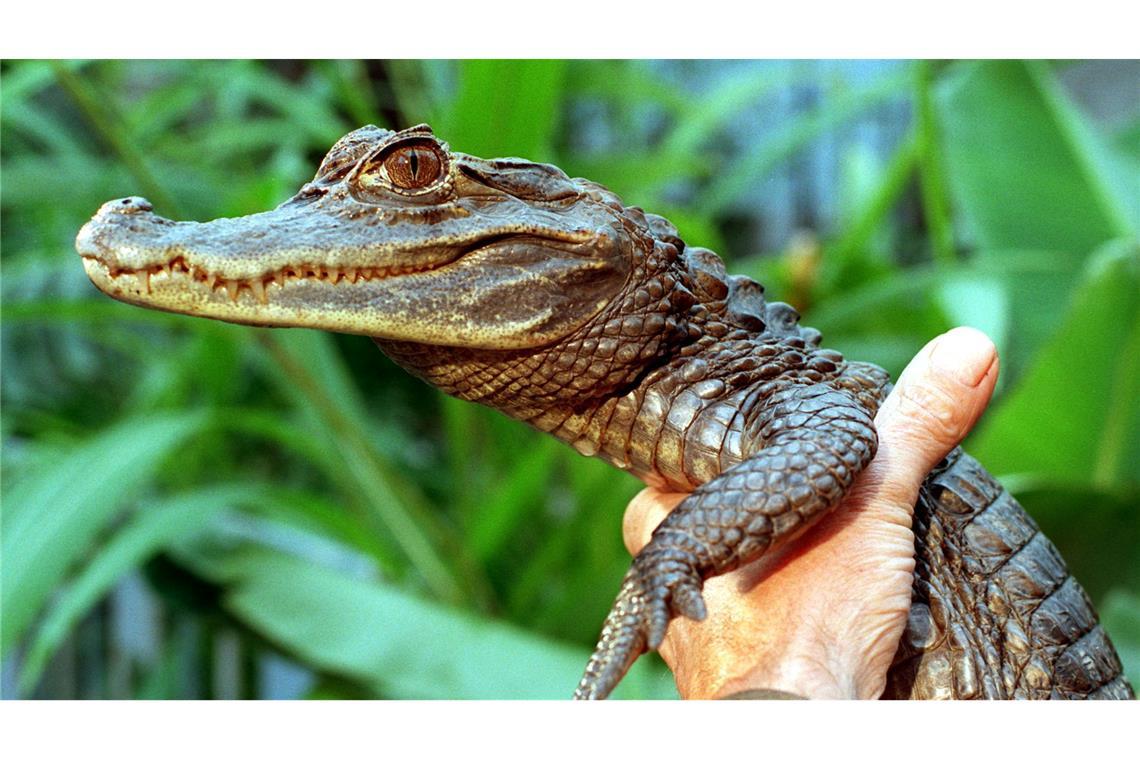 Sammy entkam an einem Badesee.