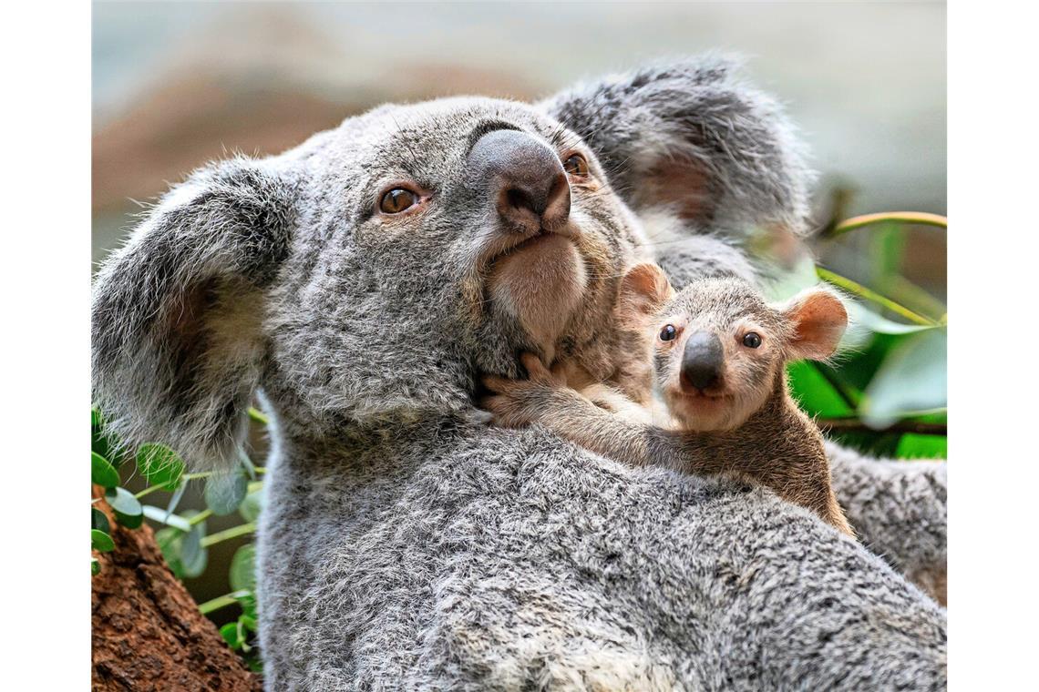 Koala-Babys lugen ab und an aus ihrem Beutel Scarboroughs Baby