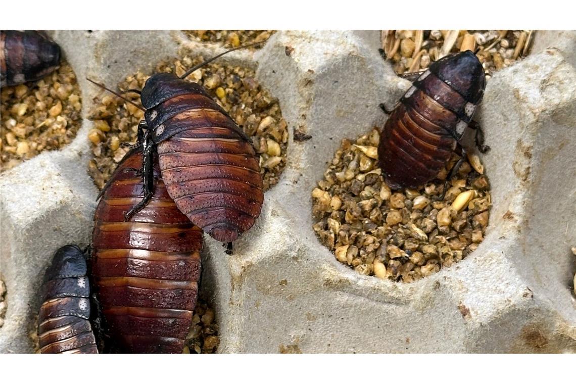 Schaben werden zumeist als Futter für Reptilien und andere Tiere gezüchtet.