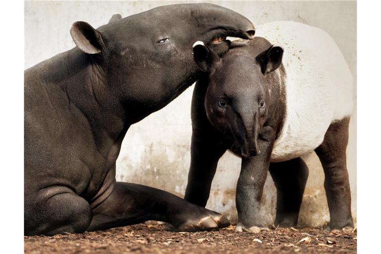 Schabrackentapir Melati in der Wilhelma mit Mutter Maya.So sieht Schabrackentapir Melati in der Wilhelma aktuell aus. Im Bild mit Mutter Maya.