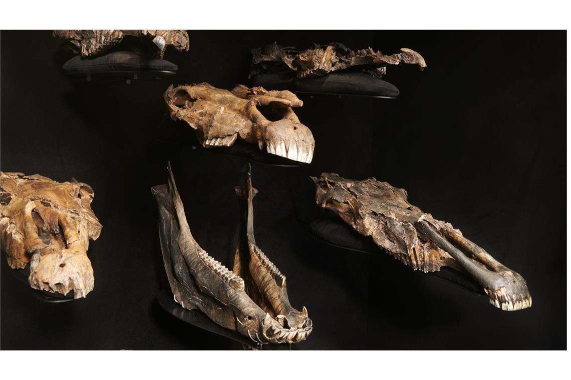 Tübinger Forscher finden DNA von Pferde-Vorfahren Schä¤del der ausgestorbenen Pferdeart „Equus mosbachensis“ aus der Ausstellung im paläon Forschungsmuseum.