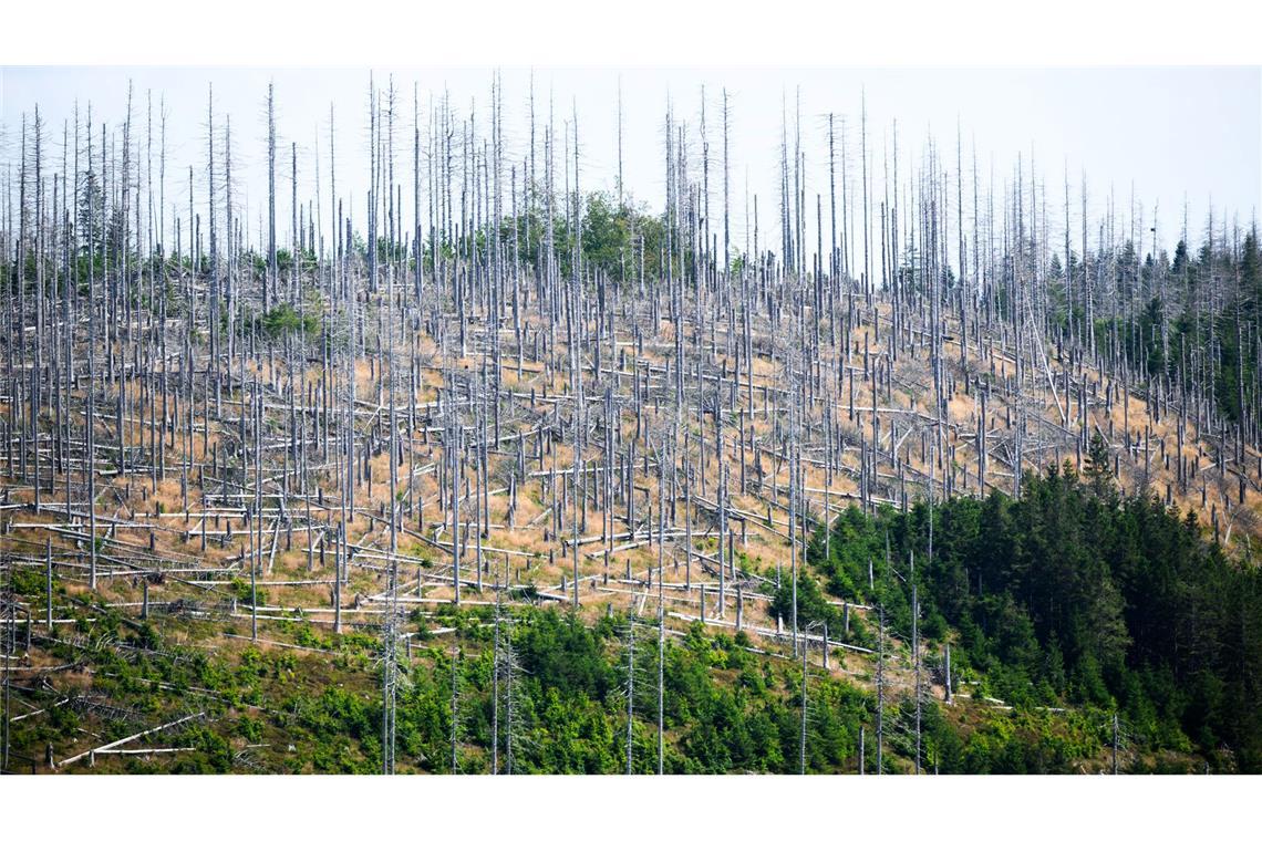 1,5 Grad sind übertroffen - ist das 1,5-Grad-Ziel verfehlt? Schädlinge wie der Borkenkäfer, Trockenheit und Klimawandel setzen dem deutschen Wald schwer zu. (Archivbild)