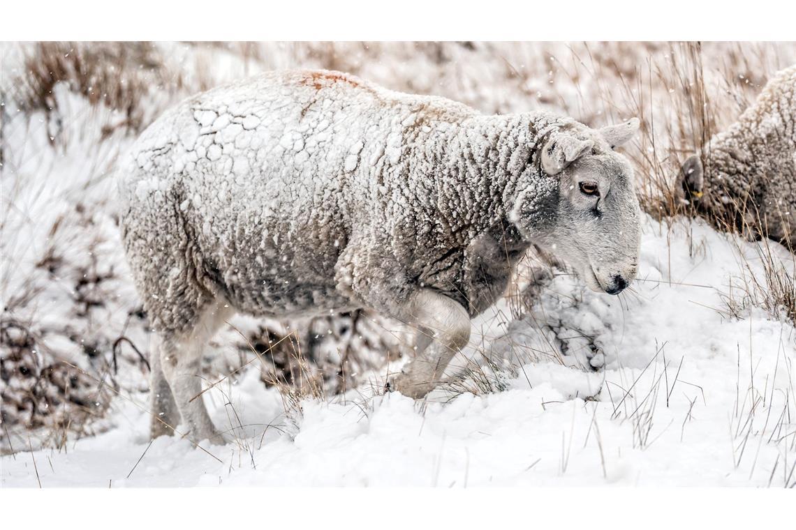 Bilder des Tages Schaf im Schnee in England.