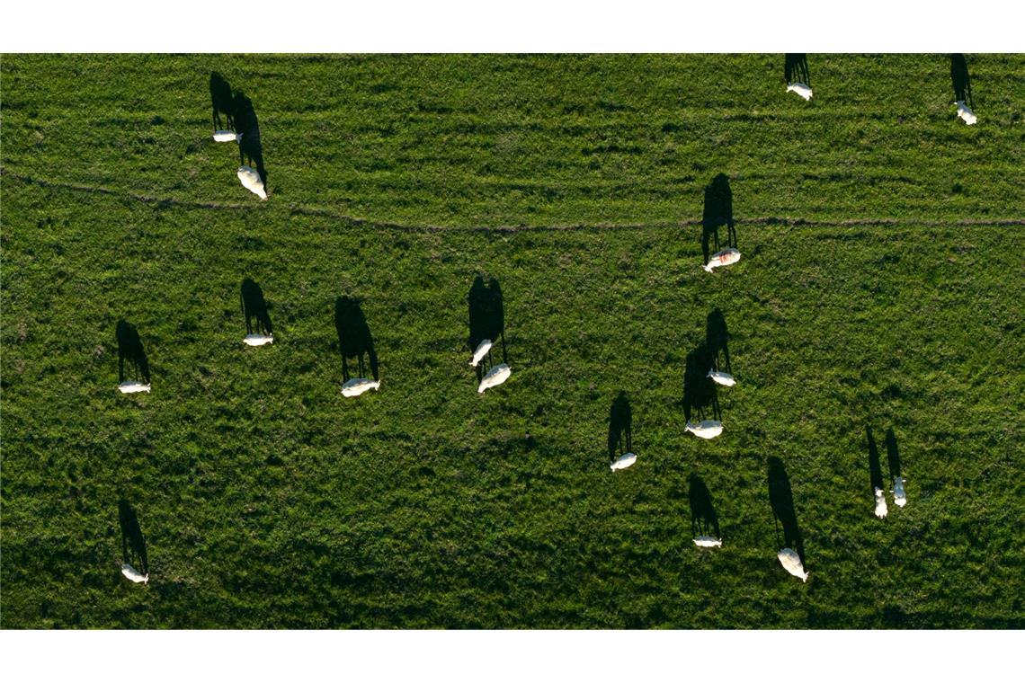 Schafe auf einem Deich in Nordenham werfen lange Schatten.