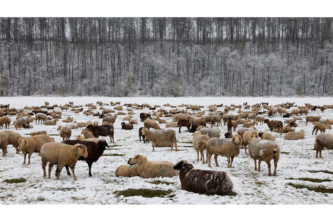 Bilder des Tages Schafe im Schnee.