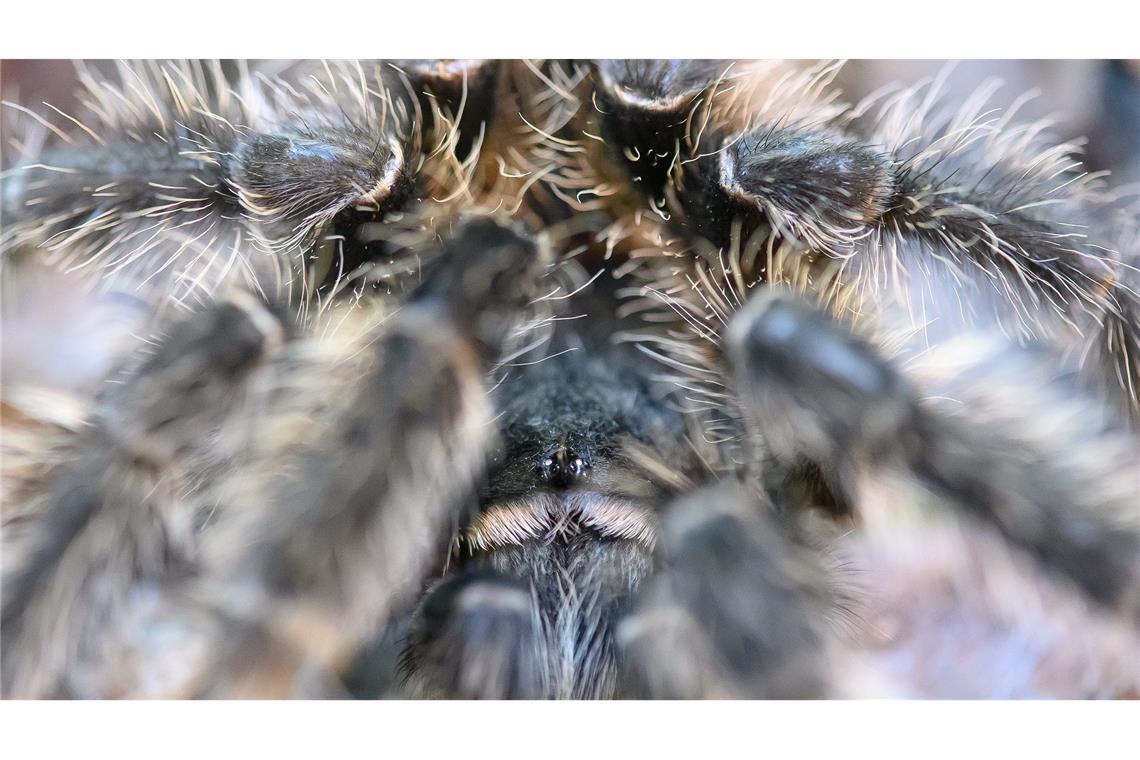 Schau mir in die Augen - klein und versteckt zwischen haarigen Beinen der Riesenvogelspinne bei einer Ausstellung