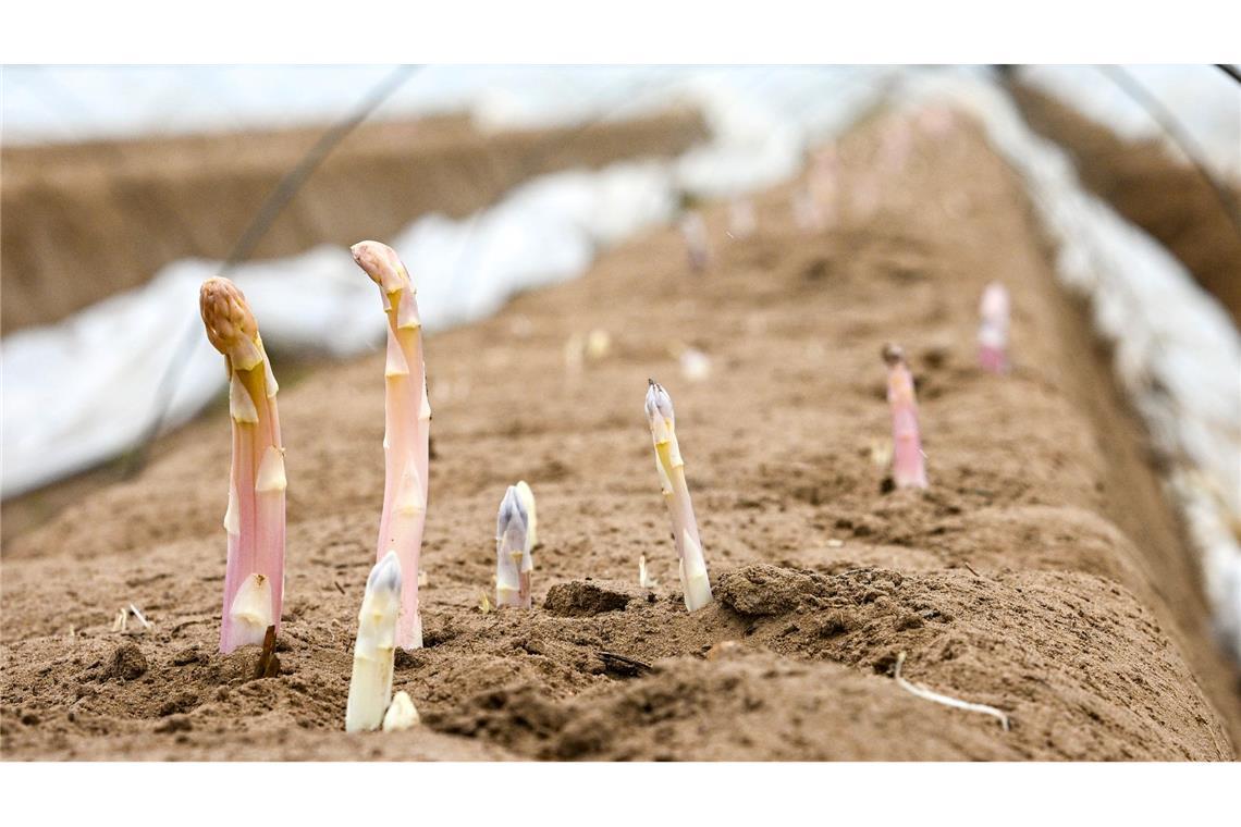 Das bleiche Gemüse ist wieder da - Spargel-Mythen und Fakten Schaut der Kopf ins Licht, färbt er sich rasch violett - was viele Verbraucher nicht mögen.