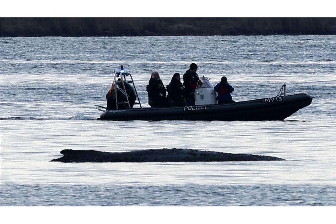 Schlauchboote, Paddleboards, Segelboote, Motorboote - um den Wal herum ist auch am Samstag einiges in Bewegung.
