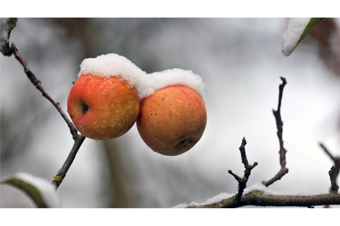 Bilder des Tages Schnee im Voralpenland: Schneebedeckte Äpfel hängen in einem Garten an einem Apfelbaum.
