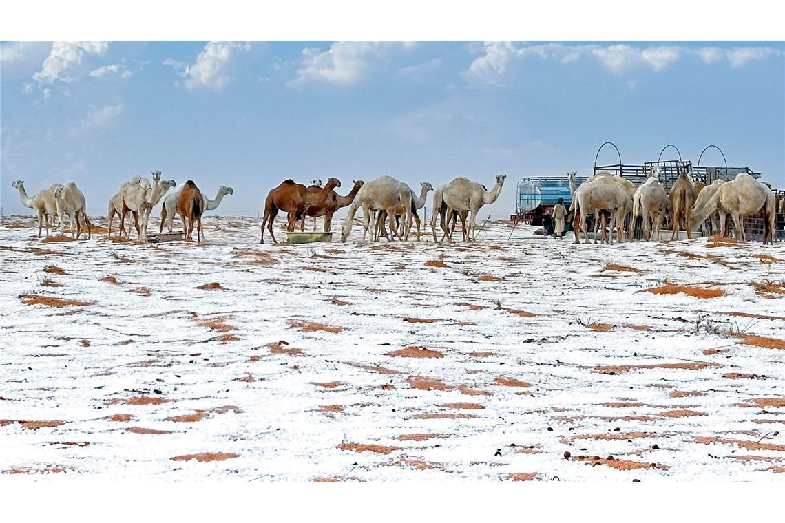 Bilder des Tages Schnee in der Wüste: Kamele in Saudi-Arabien erleben Winterwunder.