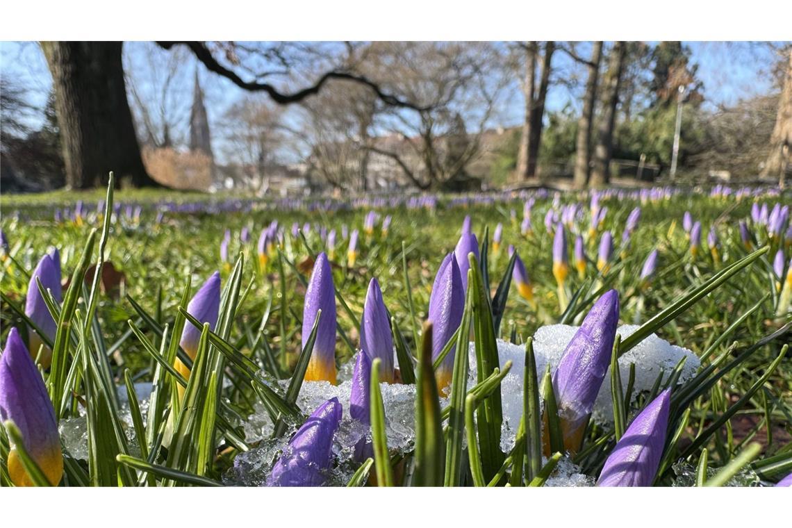 Hier ein bisschen, da ein wenig: Frühlingsvorboten sind da Schnee schmilzt in der Wärme der Sonne, während Krokusse ihre lilafarbenen Blütenblätter zeigen.