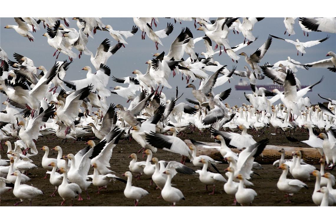 Schneegänse heben über dem Iona Beach in Richmond, British Columbia, Kanada, ab.