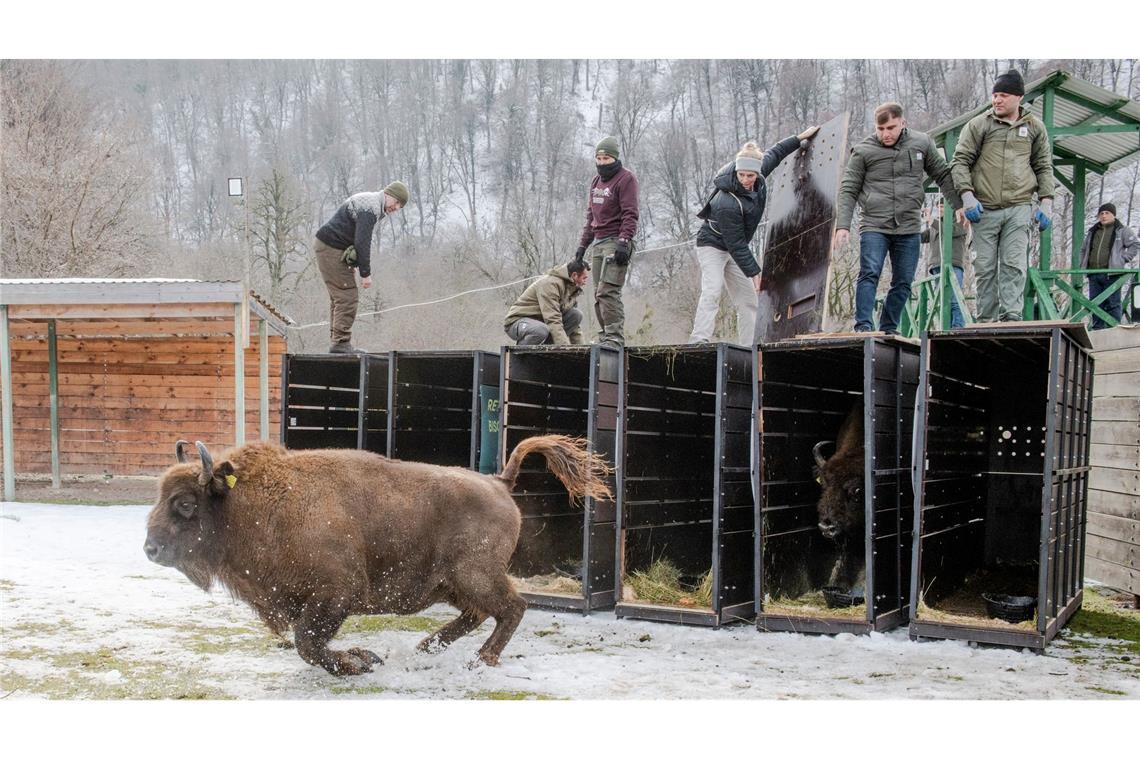 Schnell raus aus der Kiste - das Leben in Freiheit ist für die Tiere neu (Handoutbilder).