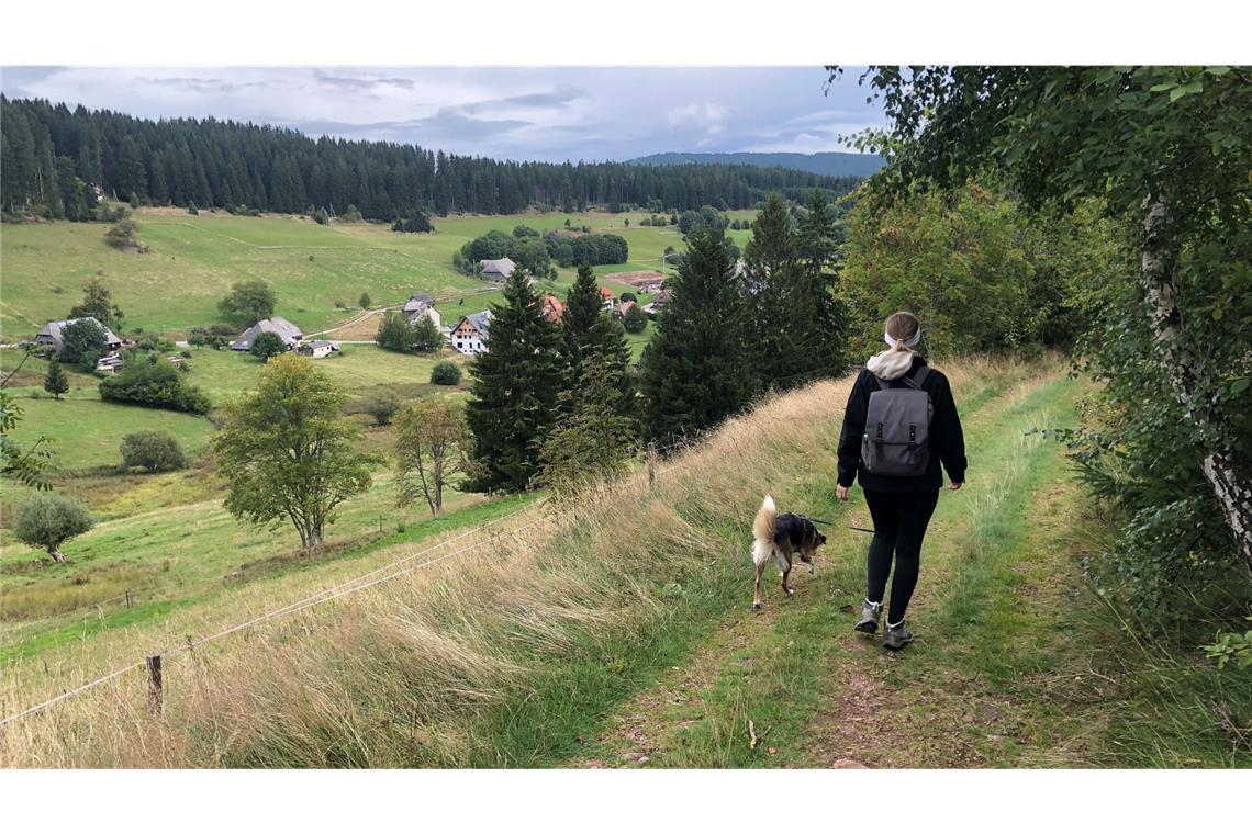 Eine Wanderung auf dem Hochschwarzwälder Hirtenpfad
