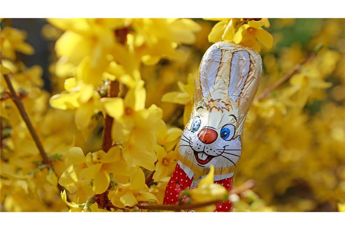 Osterhasen vom Discounter deutlich günstiger Schokoladenhasen sind laut Verbraucherschützern bei Discountern deutlich günstiger. (Symbolbild)