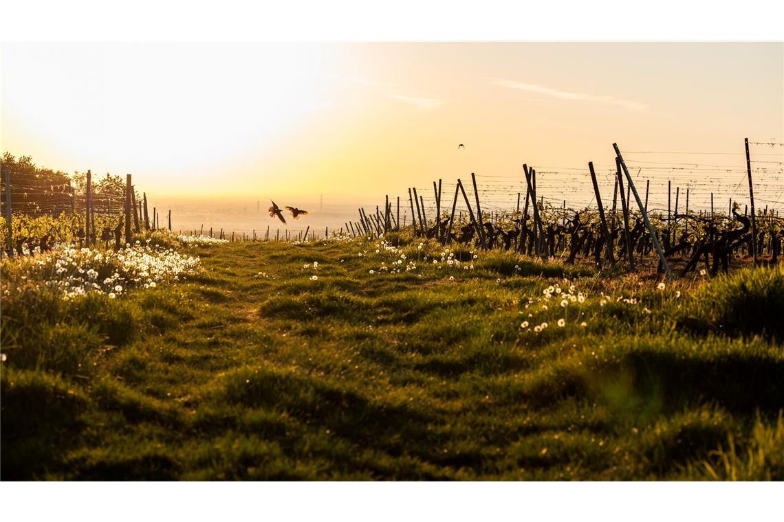 Schon am Morgen macht die Sonne mächtig Eindruck. (Archivbild)