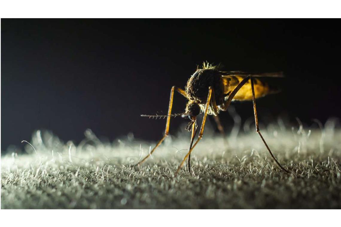 Schon ein Stich einer infizierten Mücke reicht aus, um sich anzustecken. Erst nach einigen Tagen merken die Betroffenen, dass sie erkrankt sind, doch für viele ist es dann schon zu spät.