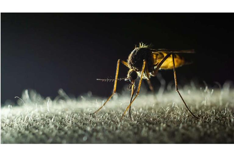 Schon ein Stich einer infizierten Mücke reicht aus, um sich anzustecken. Erst nach einigen Tagen merken die Betroffenen, dass sie erkrankt sind, doch für viele ist es dann schon zu spät.