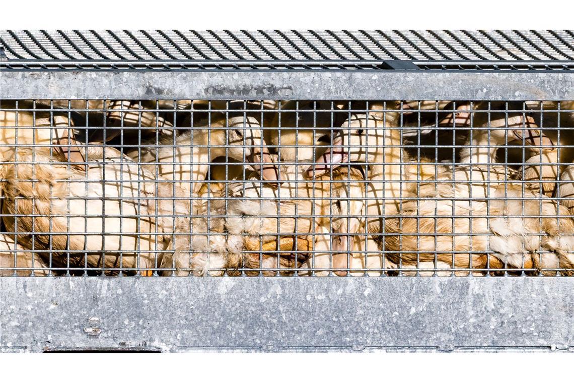 Schon mehr als eine halbe Million Enten, Gänse, Puten und Hühner wurden getötet, nachdem in den jeweiligen Beständen die Geflügelpest festgestellt worden war. (Illustration).