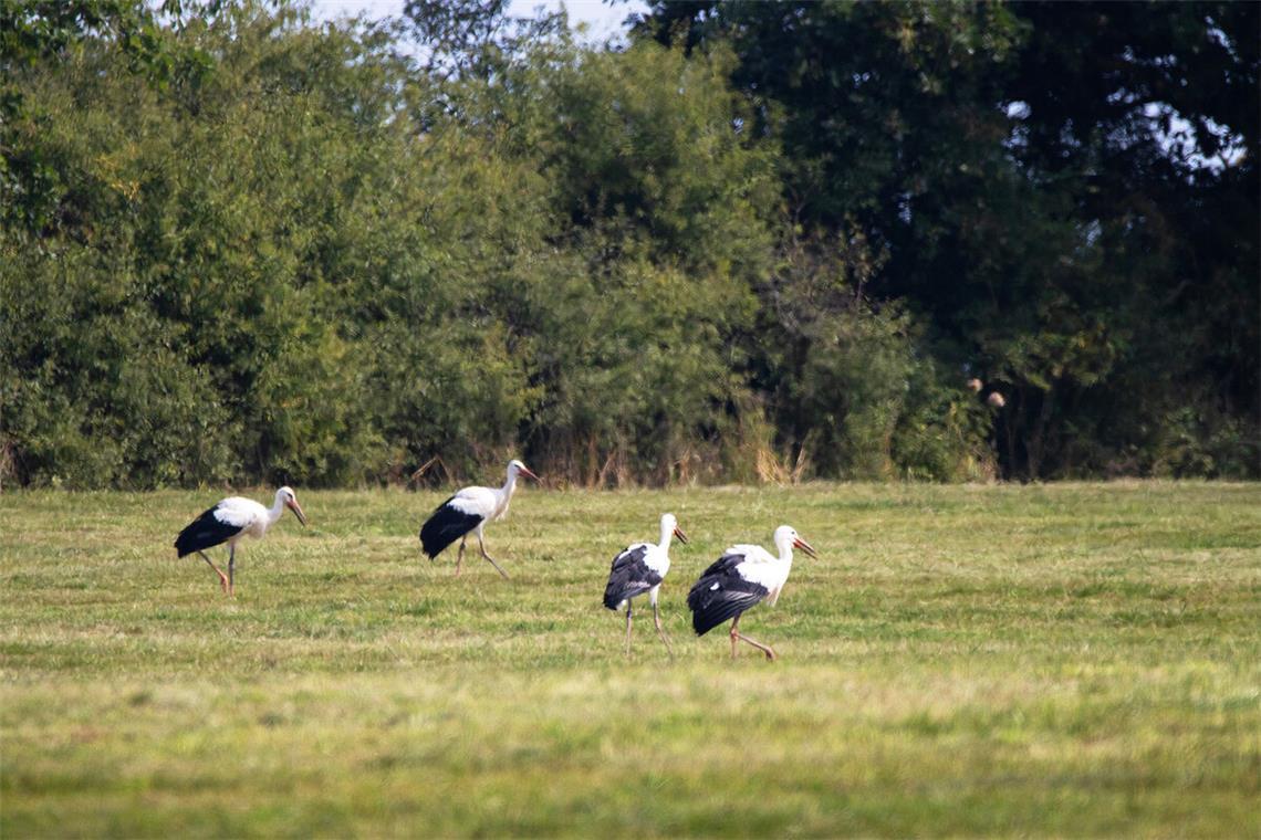 Wilhelma entlässt vier Jungstörche in die Natur Schritt für Schritt zurück in die freie Natur: Die vier Störche erkunden ihre Umgebung bei Ellwangen.