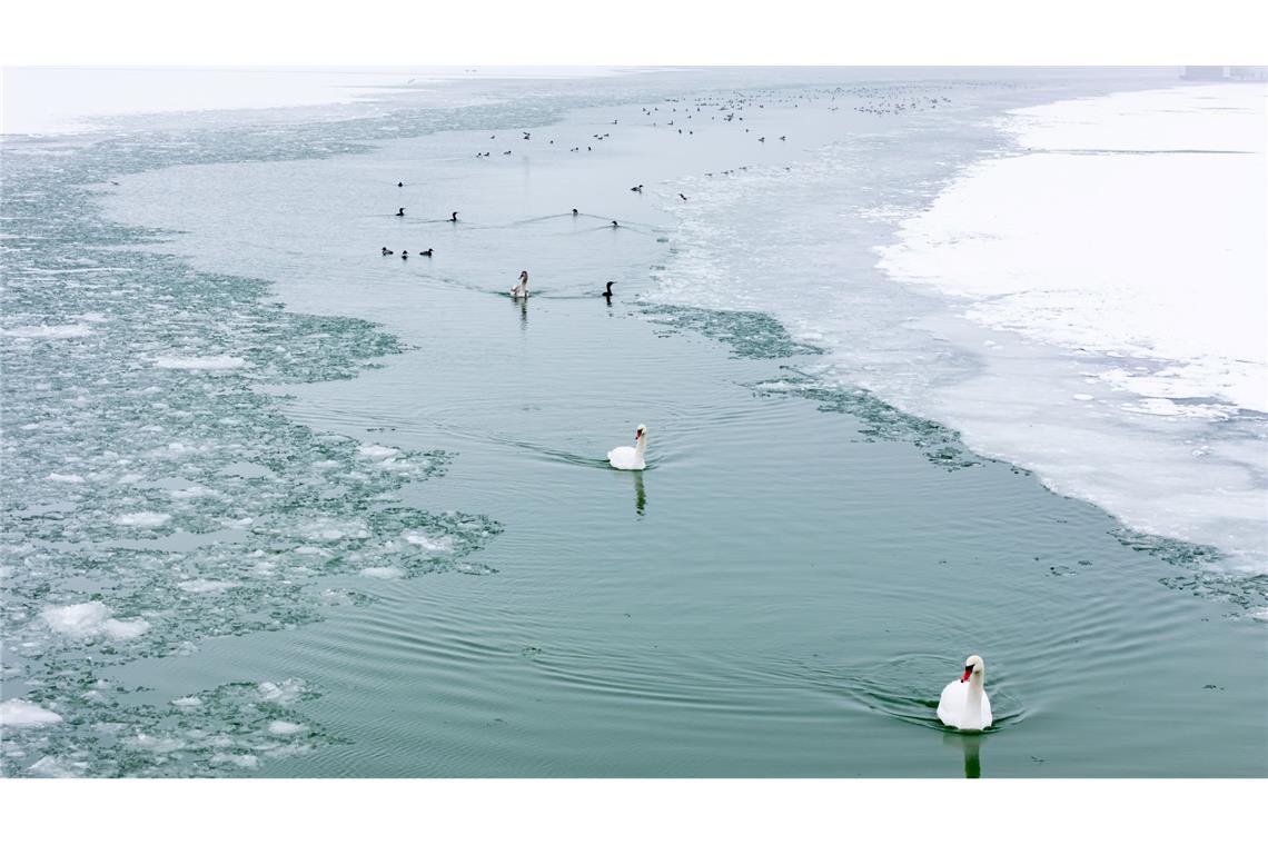 Schwäne als Eisbrecher.