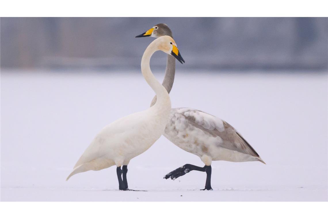 Schwanensee: Singschwäne stehen auf einem gefrorenen See in Brandenburg.