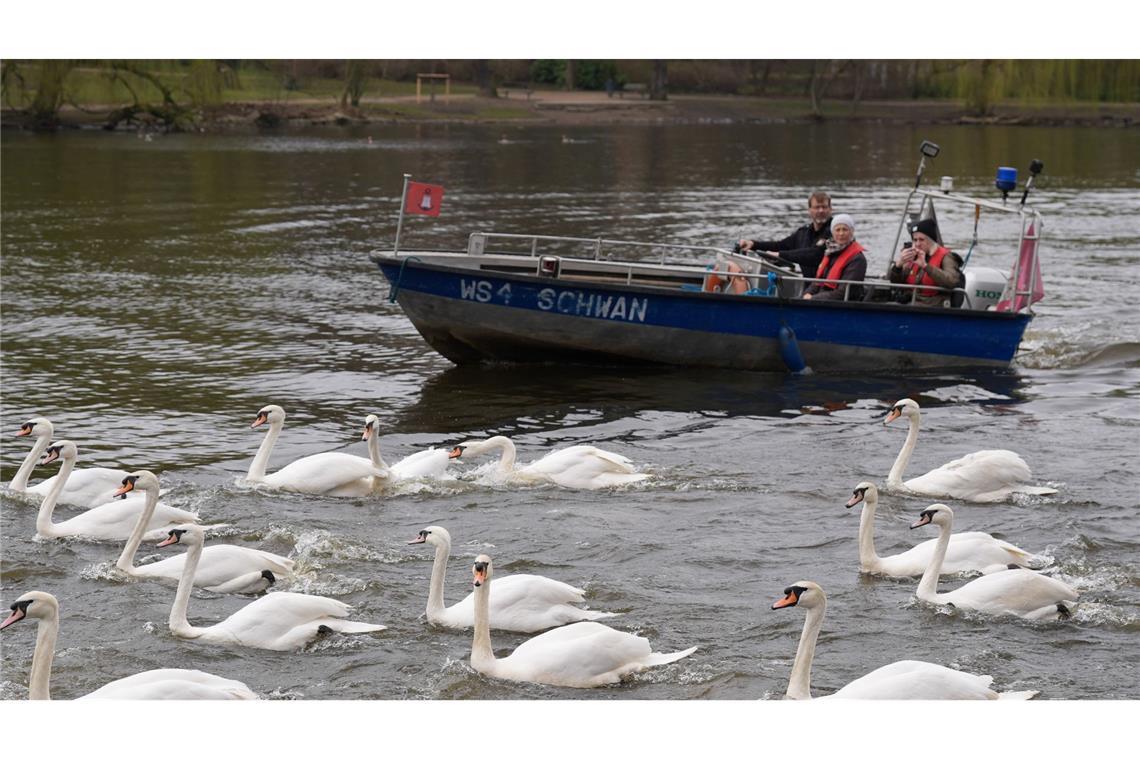 Hamburger Schwäne sind zurück auf der Alster Schwanenvater Olaf Nieß und sein Team begleiteten die Tiere.