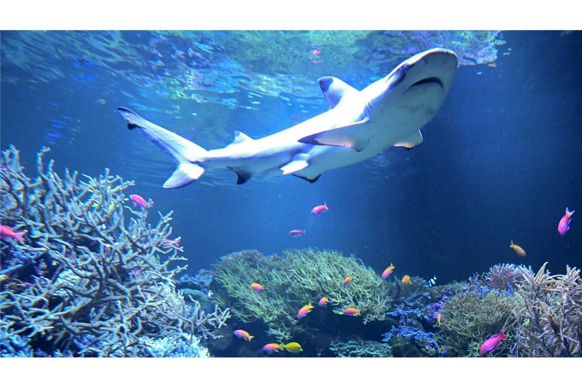 Bilder des Tages Schwarzspitzenriffhai Amadeus zieht ins Naturkundemuseum-Aquarium in Karlsruhe ein